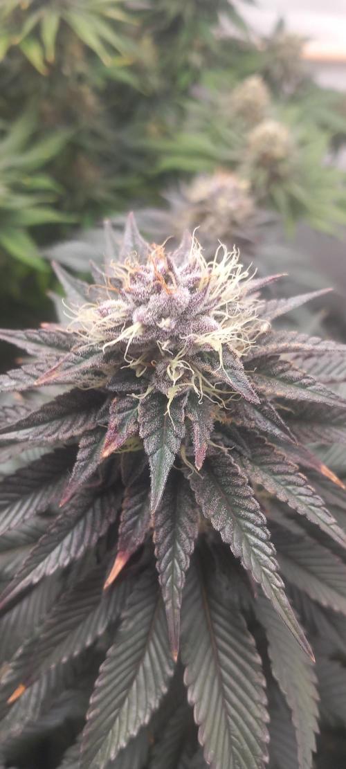 CaliFunk. Week 13