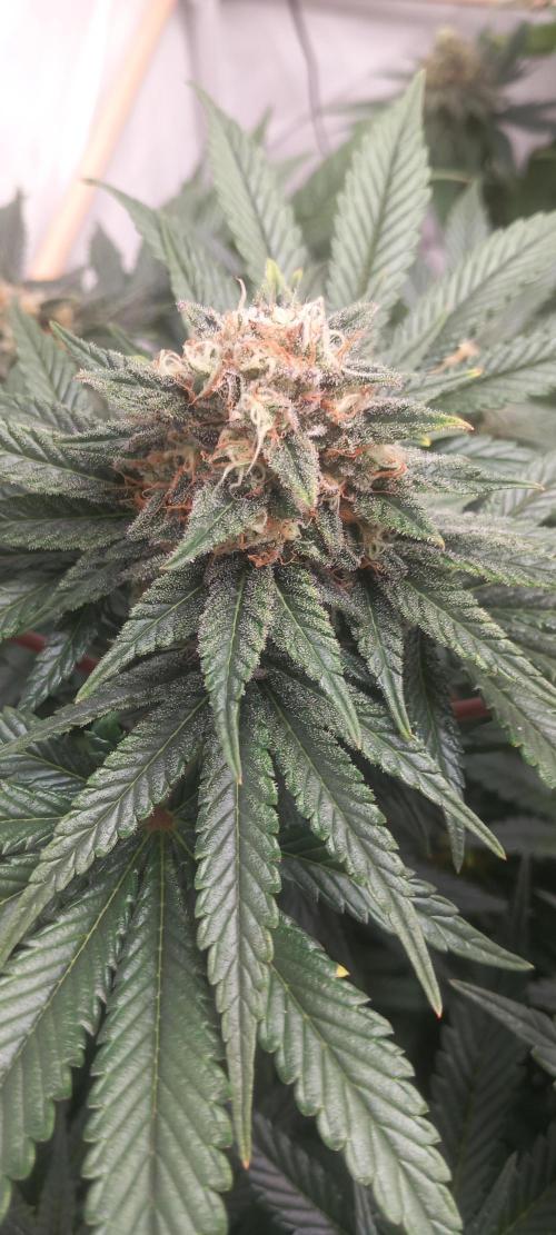 Winter Grow, Super Silver Haze. Week 13