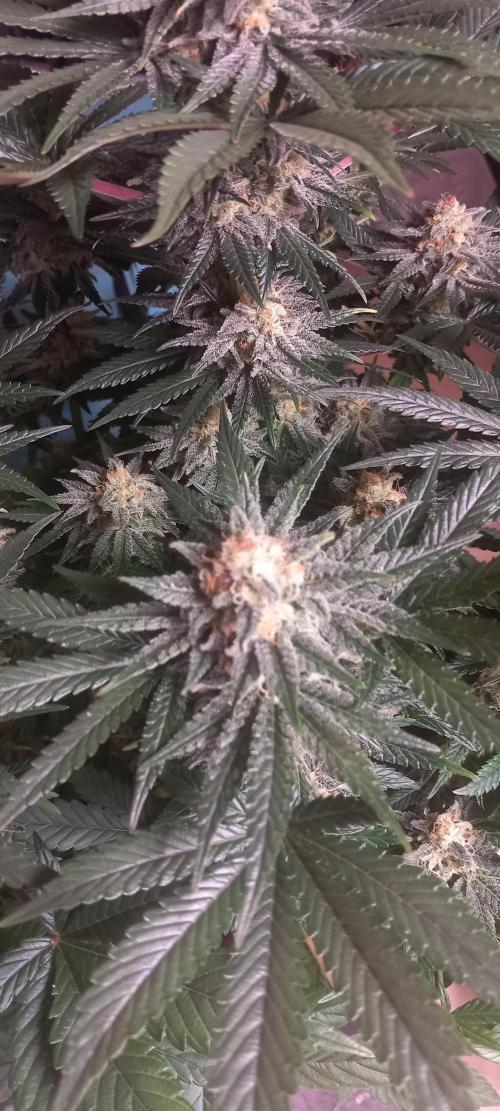 Winter Grow, Super Silver Haze. Week 13