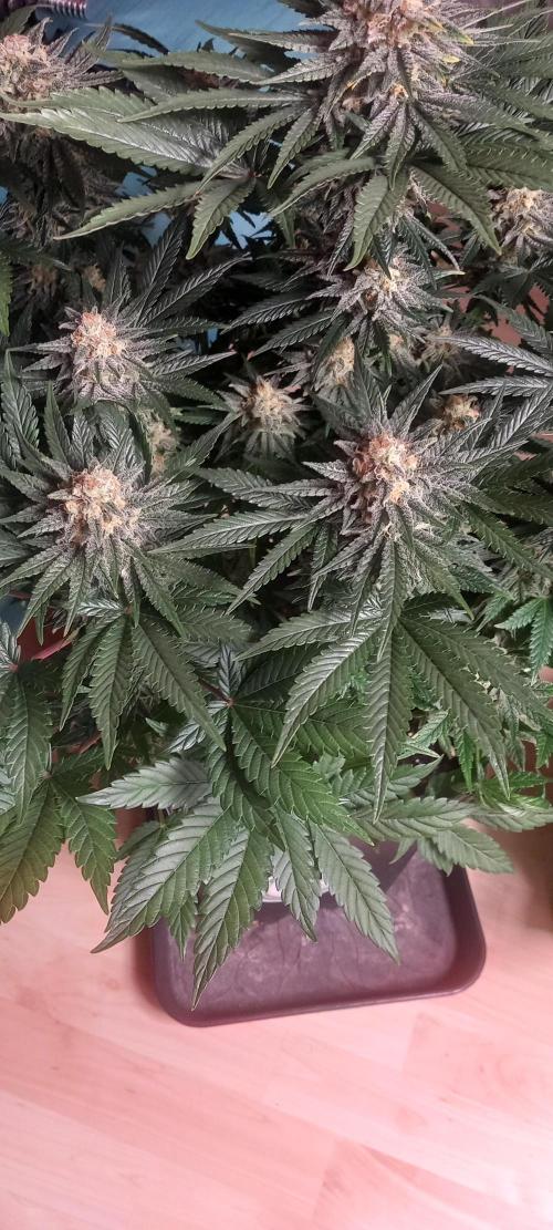 Winter Grow, Super Silver Haze. Week 13