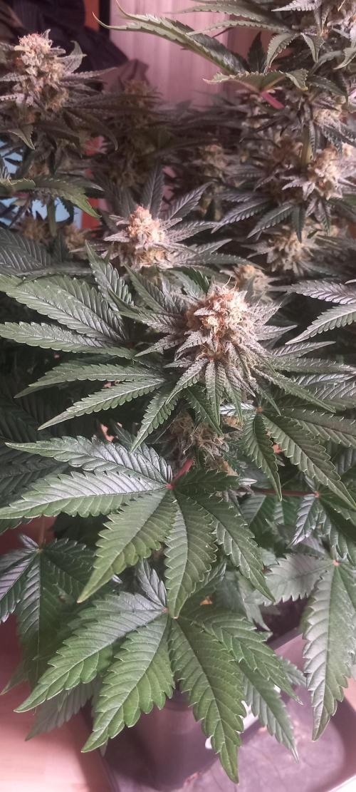Winter Grow, Super Silver Haze. Week 13