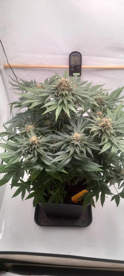 Winter Grow, Super Silver Haze. Week 14