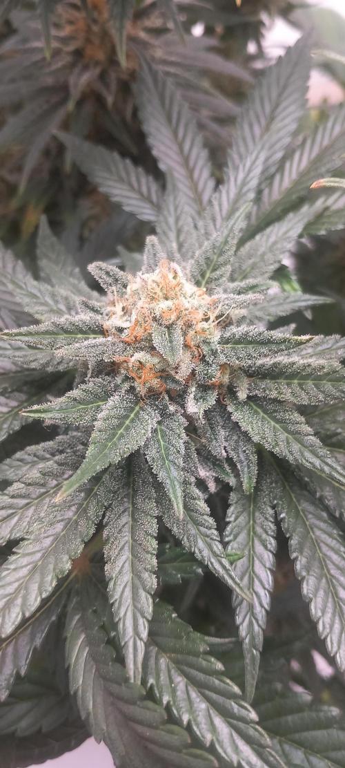 Winter Grow, Super Silver Haze. Week 14