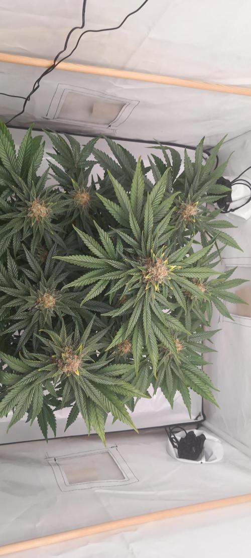 Winter Grow, Super Silver Haze. Week 14