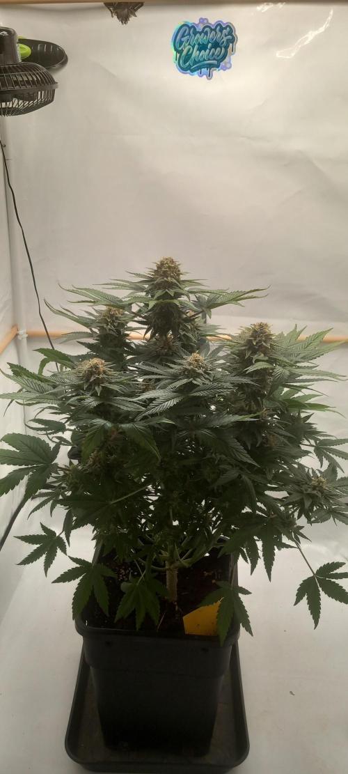Winter Grow, Super Silver Haze. Week 14