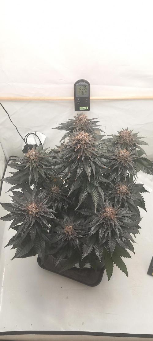 Cali Funk #Thseeds. Week 14