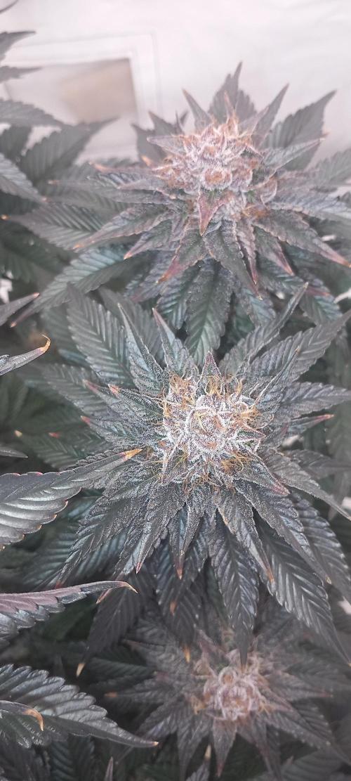 Cali Funk #Thseeds. Week 14