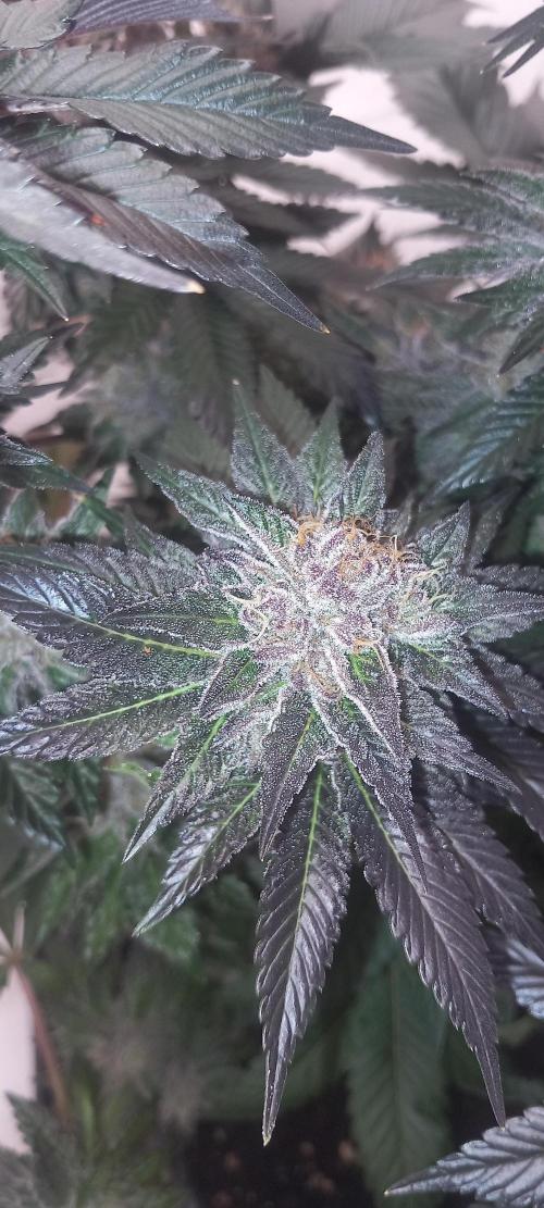 Cali Funk #Thseeds. Week 14