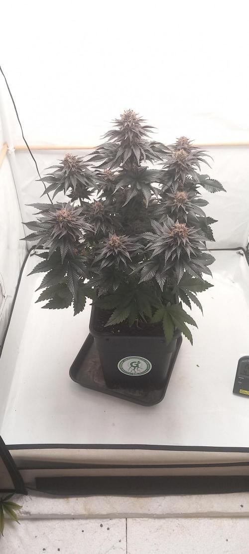 Cali Funk #Thseeds. Week 14