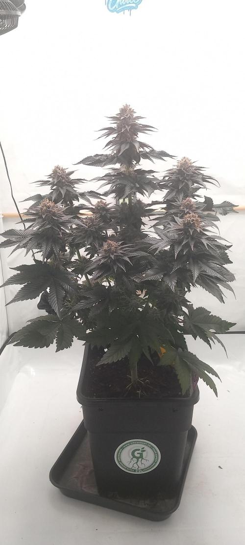 Cali Funk #Thseeds. Week 14