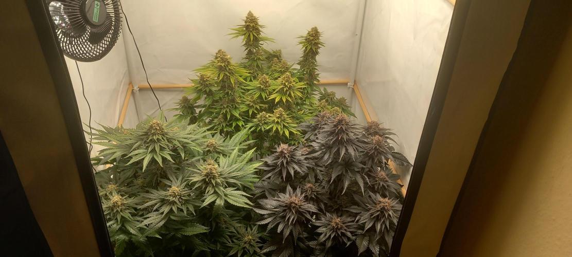 CaliFunk. Week 14