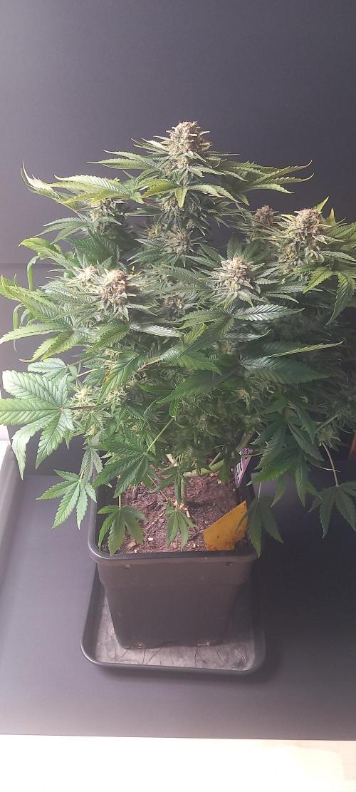 Winter Grow, Super Silver Haze. Week 15