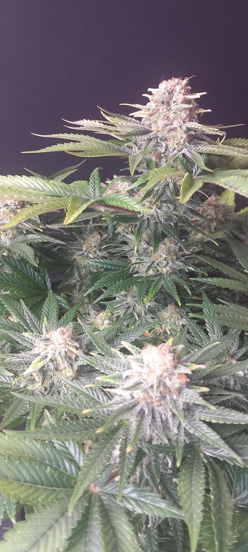 Winter Grow, Super Silver Haze. Week 15
