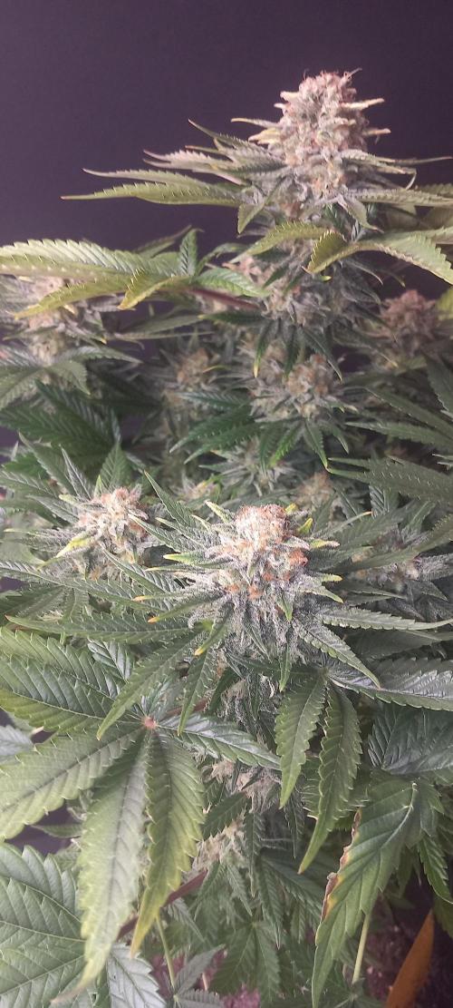 Winter Grow, Super Silver Haze. Week 15