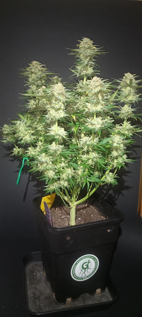 Winter Grow, Super Silver Haze. Week 15