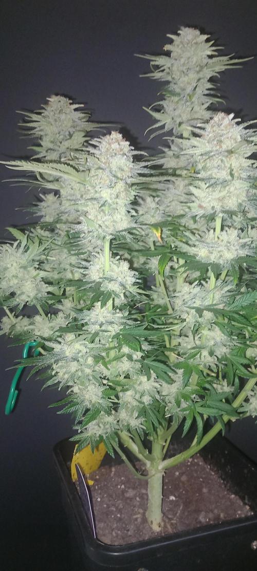 Winter Grow, Super Silver Haze. Week 15