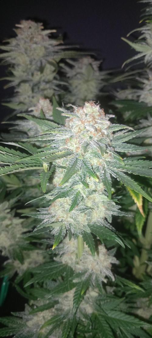 Super Silver Haze . Week 15