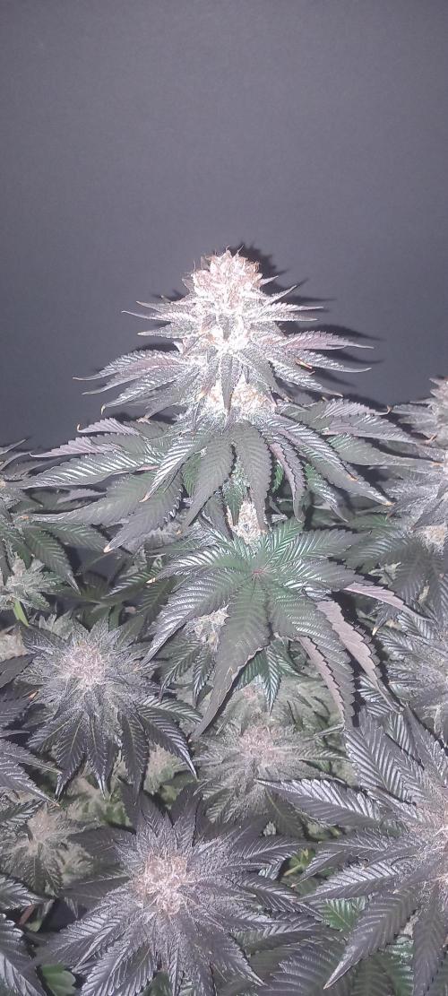 Cali Funk #Thseeds. Week 15
