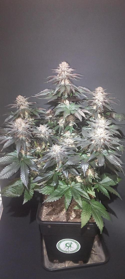 Cali Funk #Thseeds. Week 15