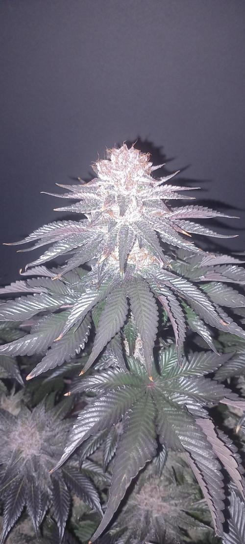 Cali Funk #Thseeds. Week 15