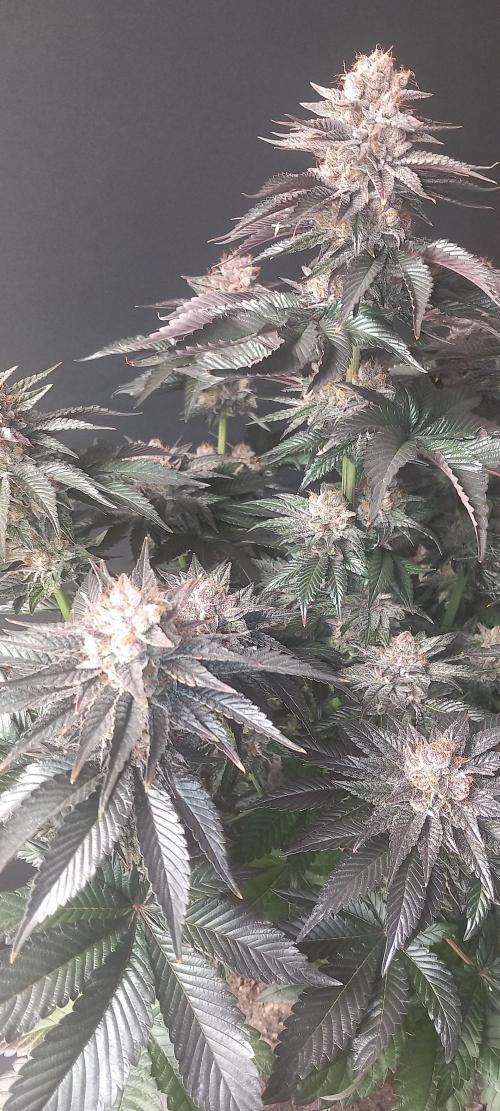 Cali Funk #Thseeds. Week 15