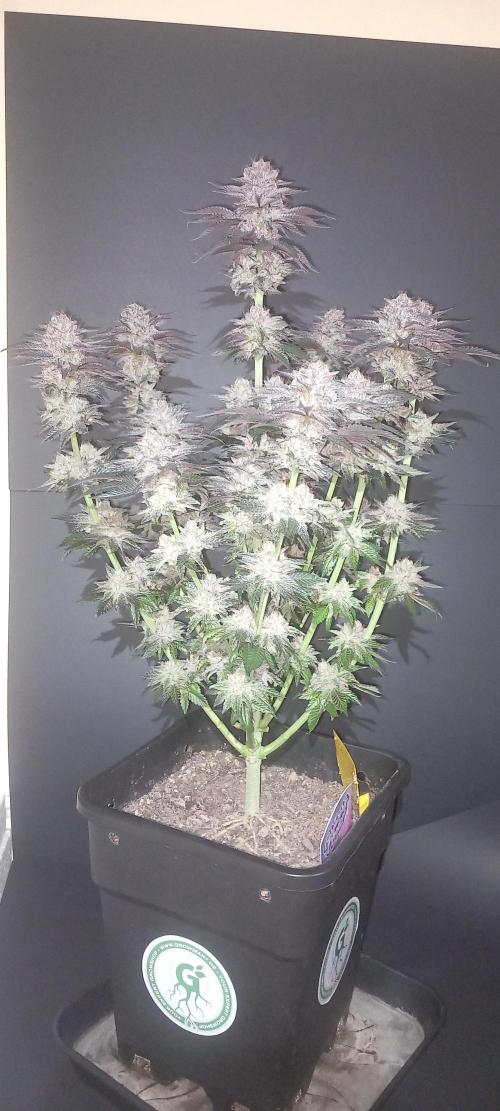 Cali Funk #Thseeds. Week 15