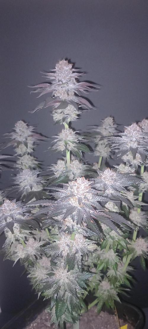 Cali Funk #Thseeds. Week 15