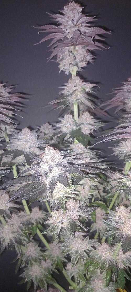 CaliFunk. Week 15