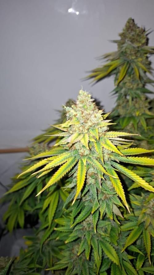 Blue Zushi. Week 15