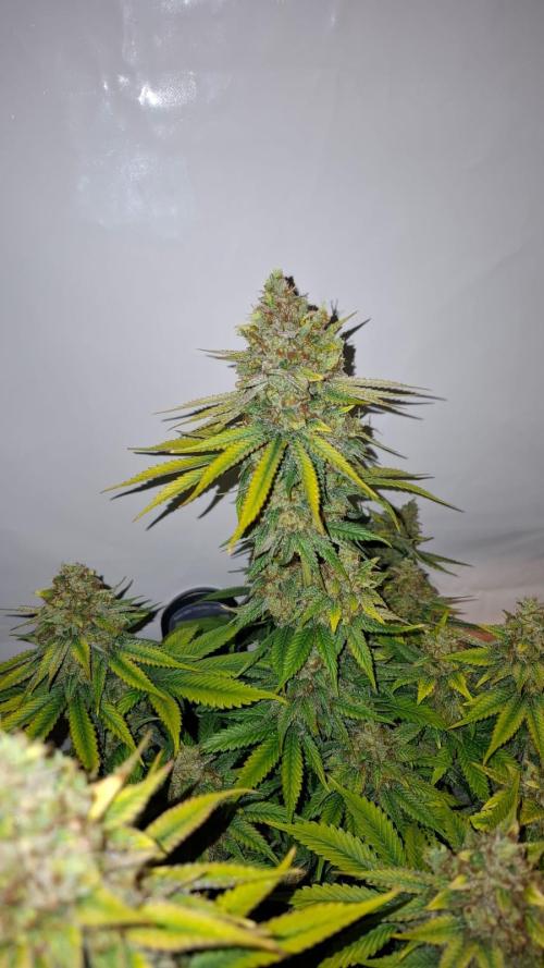 Blue Zushi. Week 15
