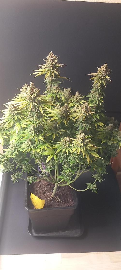 Blue Zushi. Week 15