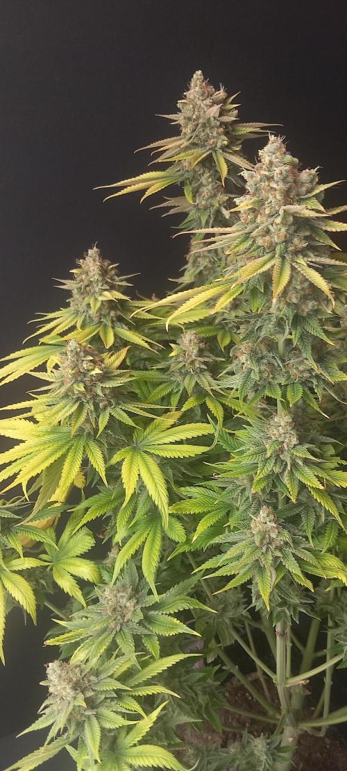 Blue Zushi. Week 15