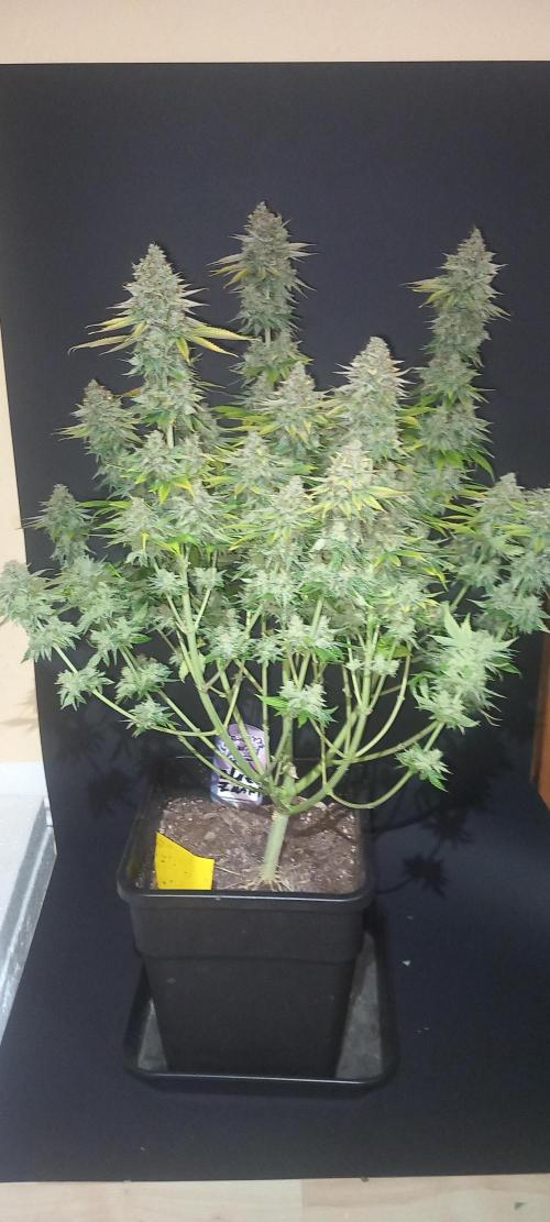 Blue Zushi. Week 15