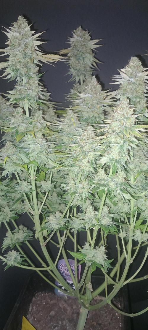 Blue Zushi. Week 15