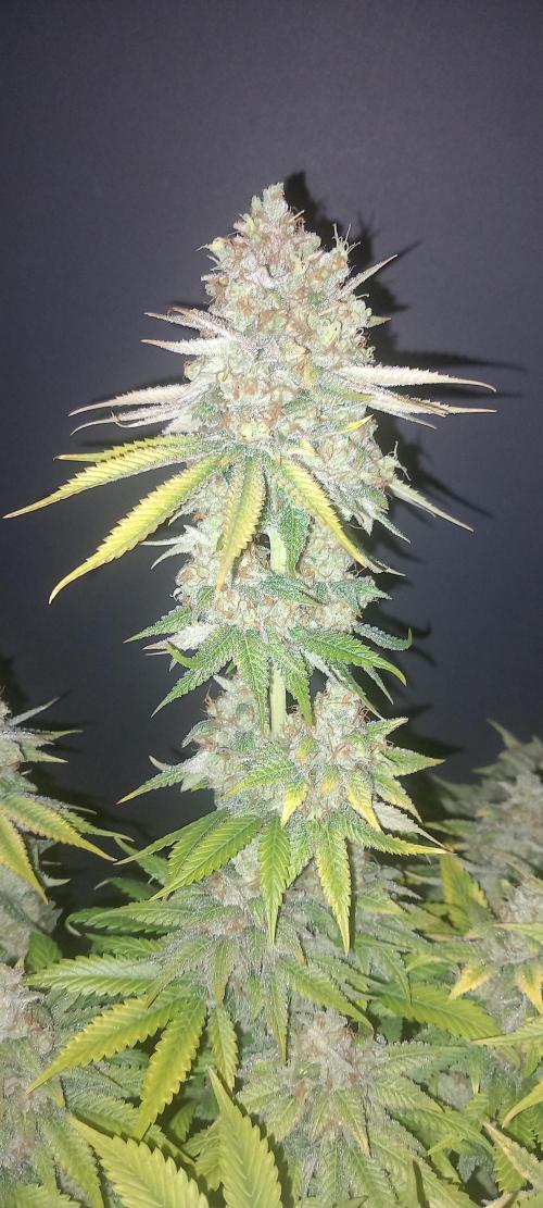 Blue Zushi. Week 15