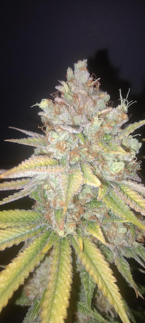 Blue Zushi. Week 15