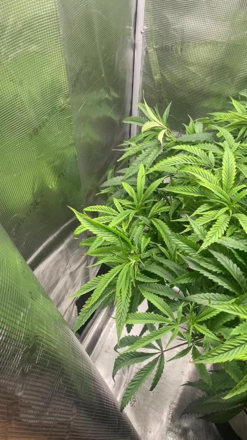 Candy Rain Mom to flower
