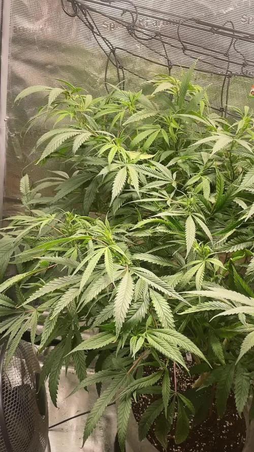 Candy Rain Mom to flower