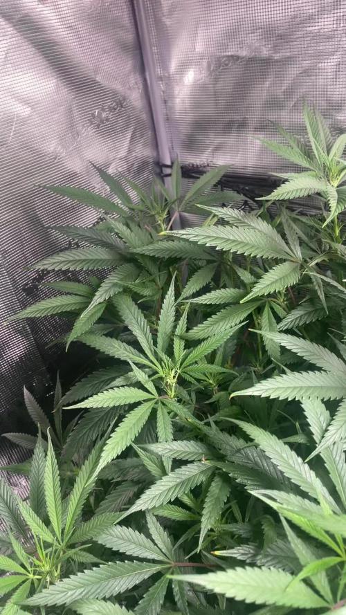 Candy Rain Mom to flower