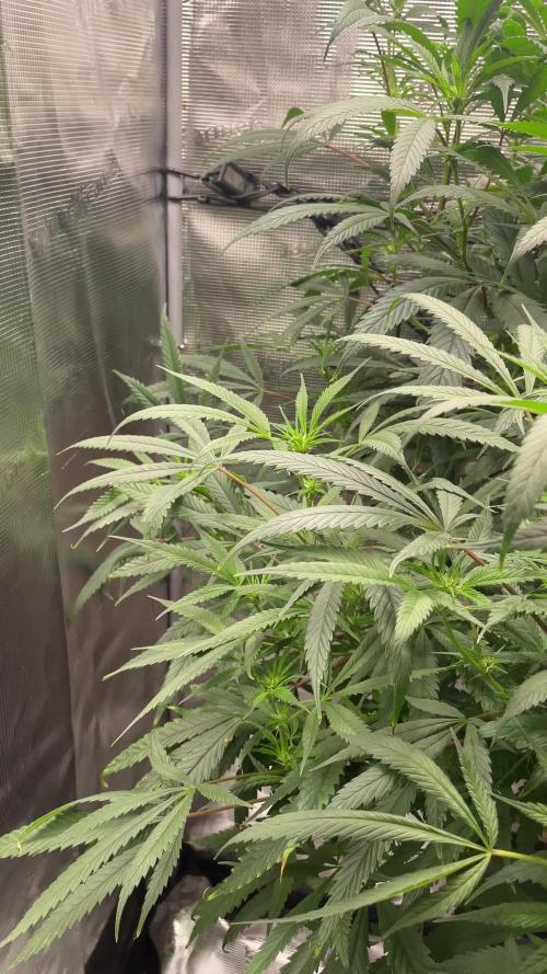 Candy Rain Mom to flower