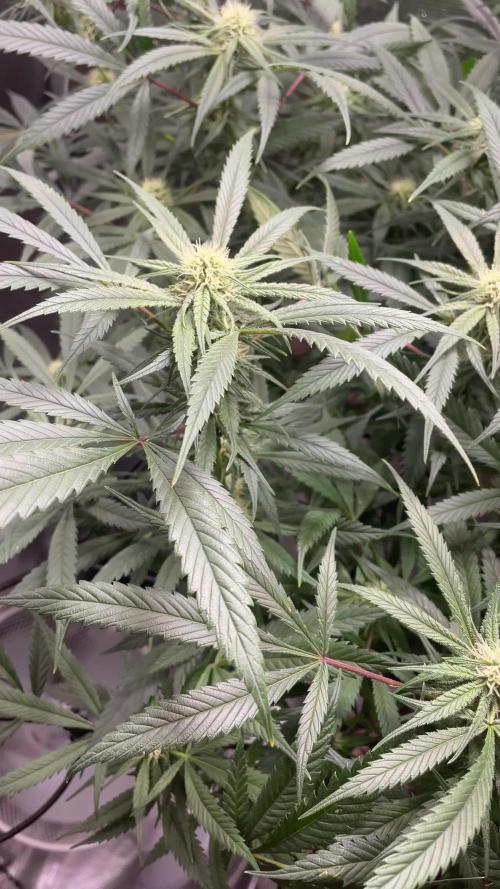 Candy Rain Mom to flower