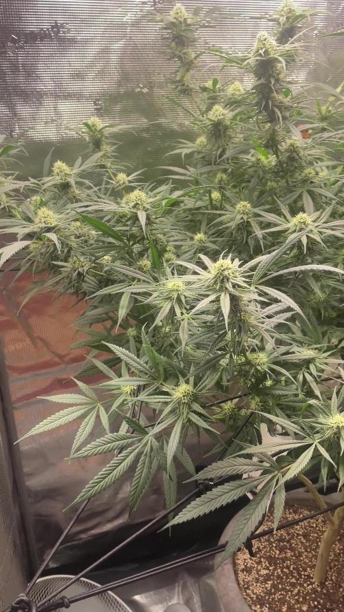 Candy Rain Mom to flower