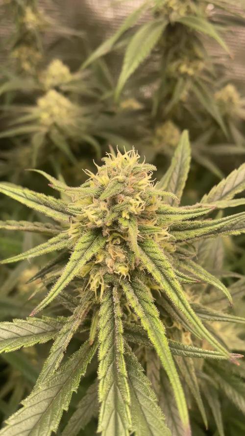 Candy Rain Mom to flower