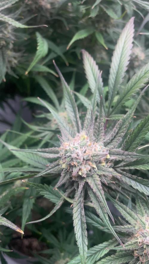 Candy Rain Mom to flower