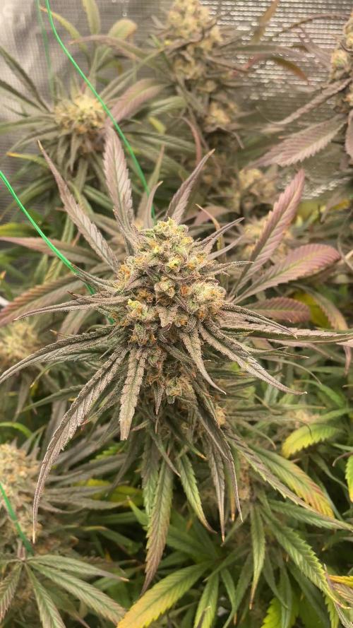 Candy Rain Mom to flower