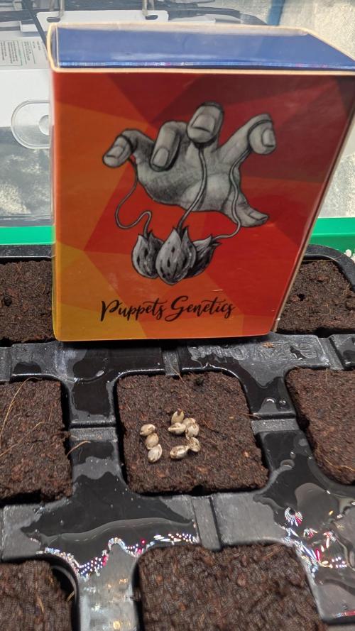 Terpshelf's TerpLog #1. Week 0