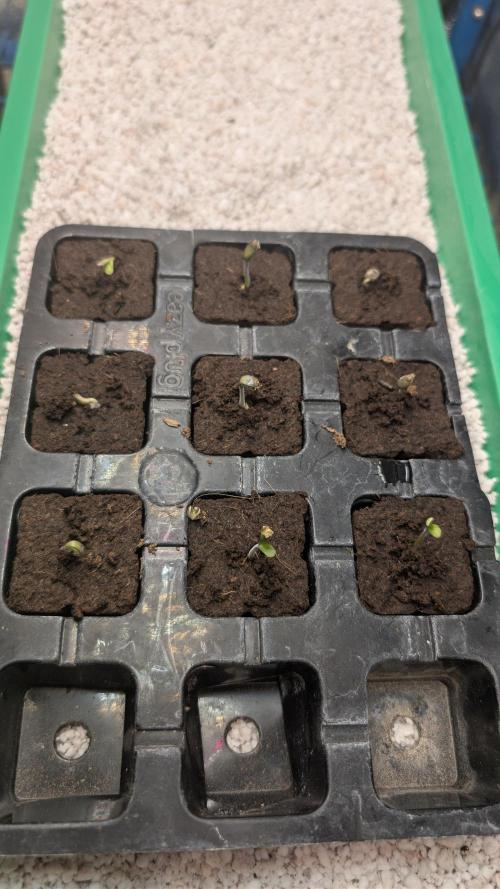 Terpshelf's TerpLog #1- Gamper. Week 0