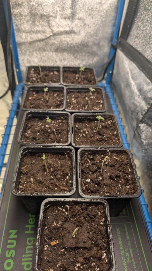 Terpshelf's TerpLog #1- Gamper. Week 0