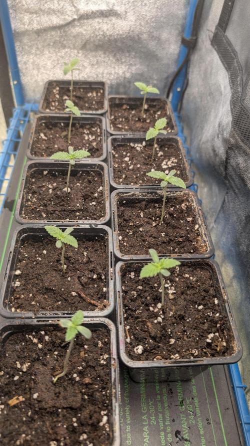 Terpshelf's TerpLog #1- Gamper. Week 1 - 
