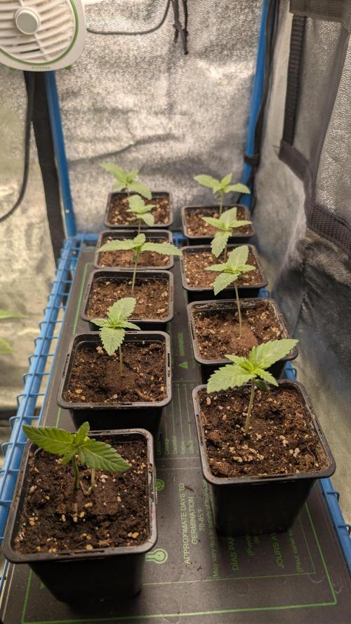 Terpshelf's TerpLog #1- Gamper. Week 1